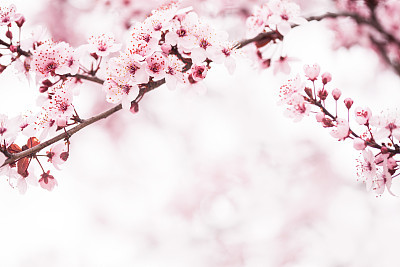 Sakura Cherry Blossom