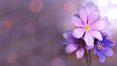 Liverworts  purple background.预览效果