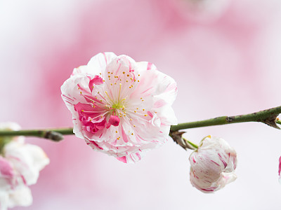Peach blossoms