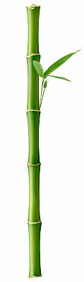 Tall Bamboo