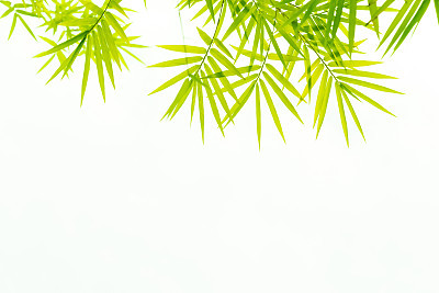 Bamboo leaves