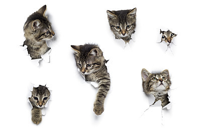 Kittens in holes