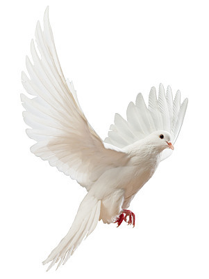 Free flying white dove isolated