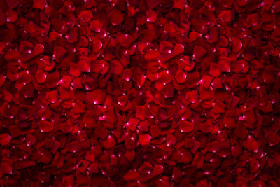 Background of beautiful red rose