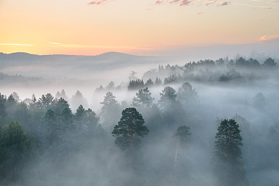misty dawn in the national park deer streams
