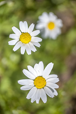 Chamomile herb plant in a field