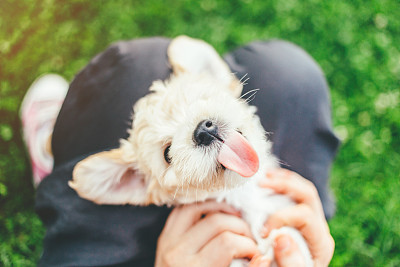 Little playful dog