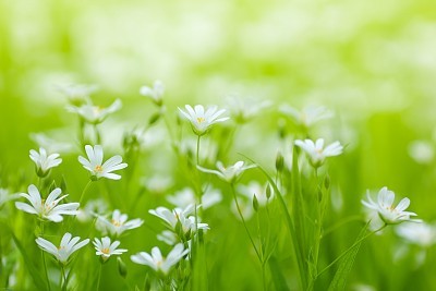 Beautiful Field with Flowers