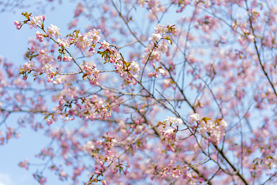 Spring flowering of sakura.