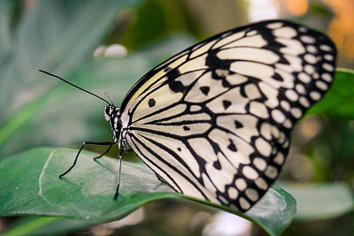 Close-up of a colorful butterfly