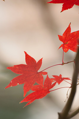 Red Japanese Autumn foliage in vertical frame