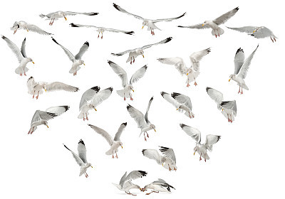 European Herring Gulls, Larus argentatus, 4 years old, flying