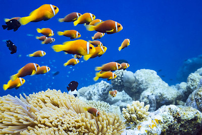 Clown fish in Anemone
