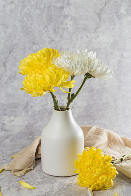 Beautiful blooming chrysanthemums