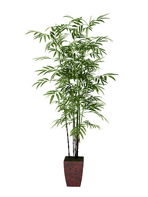 bamboo tree