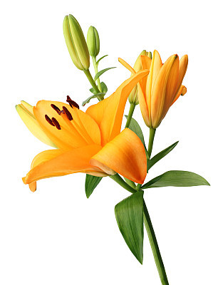 Photograph of a lily isolated on a white background