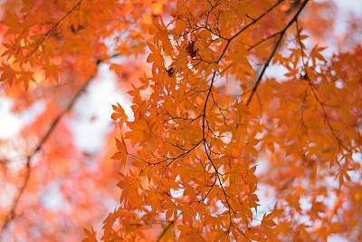 Vibrant Japanese Autumn Maple leaves Landscape with blurred background
