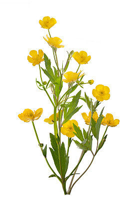 isolated yellow bunch of buttercup flowers