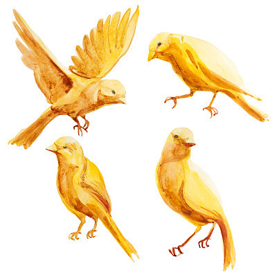 Watercolor illustration. Yellow flying and sitting canary. Set of yellow candid bird