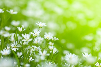 Beautiful Field with Flowers