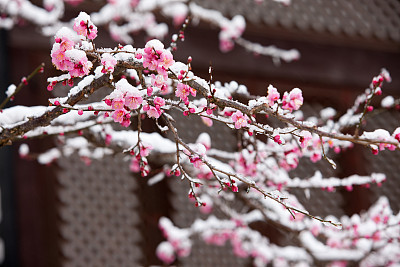 plum blossom