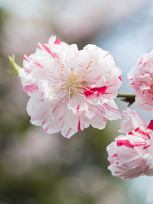 Peach blossoms