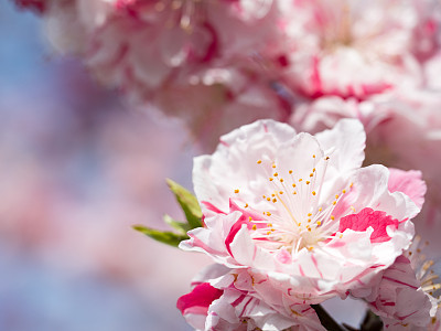 Peach blossoms