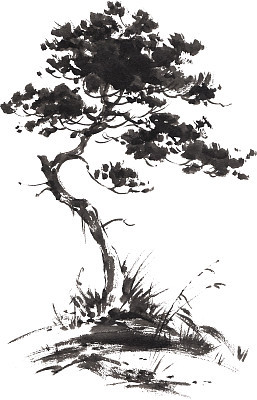 Ink illustration of growing pine tree. Sumi-e stile.