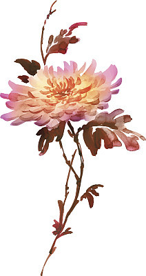 Ink illustration of blooming flower chrysanthemum. Sumi-e style colored.