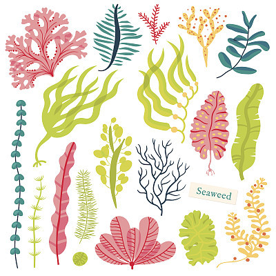 Sea plants and aquatic marine algae. Seaweed set vector illustration isolated on white