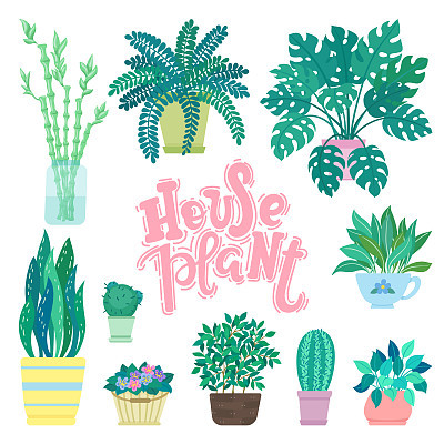 collection of decorative houseplants isolated on