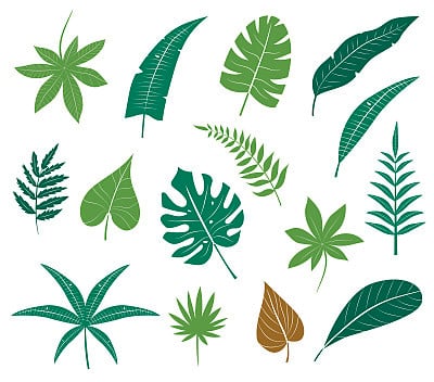 Tropical leaves collection.