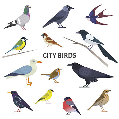 City birds.