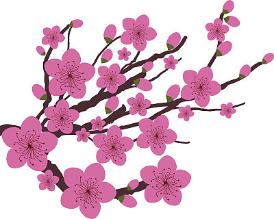 Japanese plum blossom
