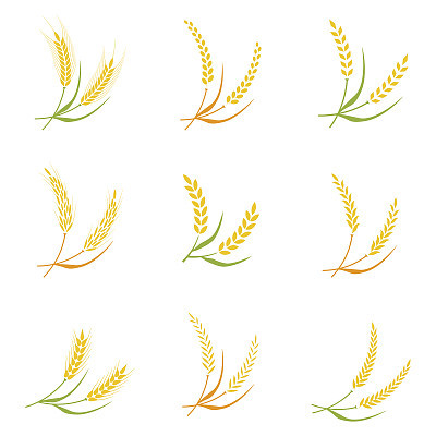 Ear spike logo badge icon wheat isolated vector.
