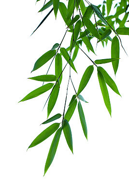 Bamboo leaves isolated on white background