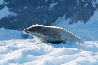 Crabeater Seal 2