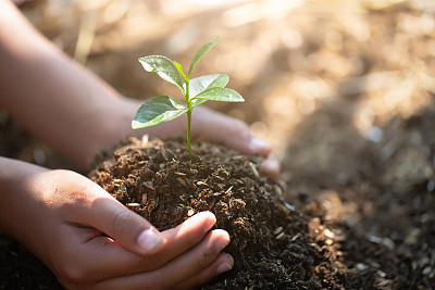 Small seedlings that grow in human hands, plant trees to reduce global warming, Forest conservation, World Environment Day.