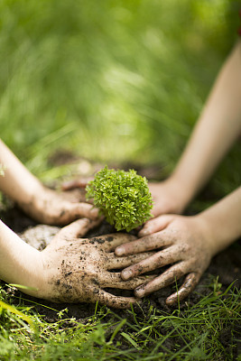 Close up Kid hand planting young tree