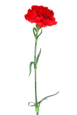 Red carnation against white background