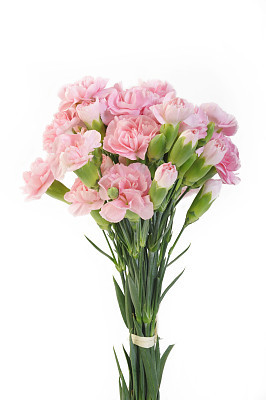 pink carnation flowers on white background