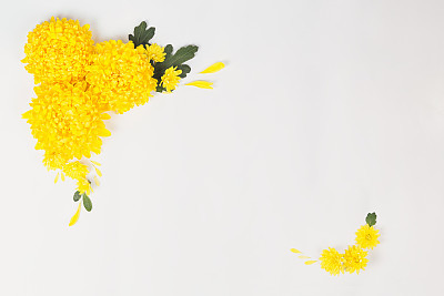 White border with yellow chrysanthemums daisy flowers on white background.