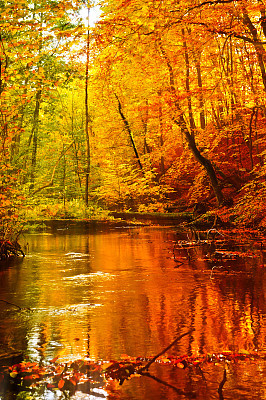 River in an autumn forest