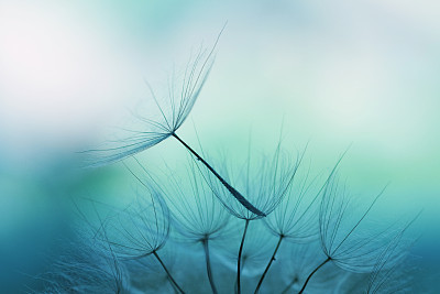 Dandelion seed