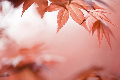 red maple leaf