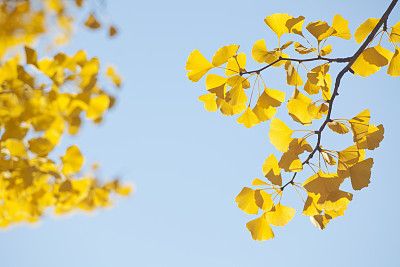 yellow ginkgo leaves in autumn