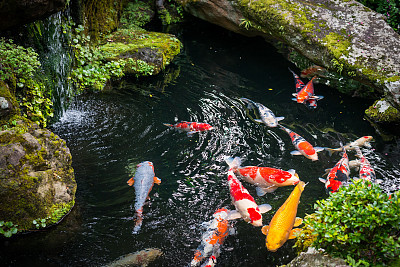 Beautiful Koi pond japan