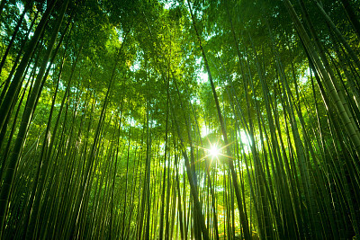 Asian Bamboo Forest