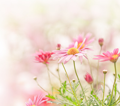 Daisy flowers