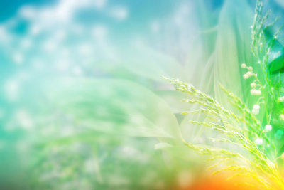 Blurred image of grass